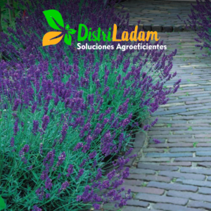 Semillas de lavanda